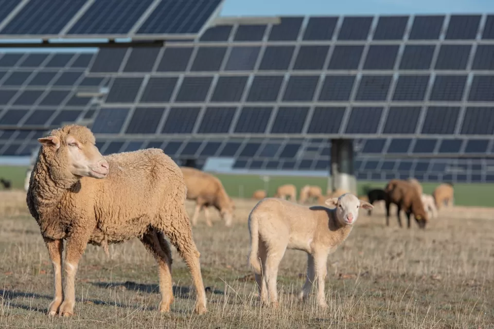 Sheep grazing in field with solar panels in background.